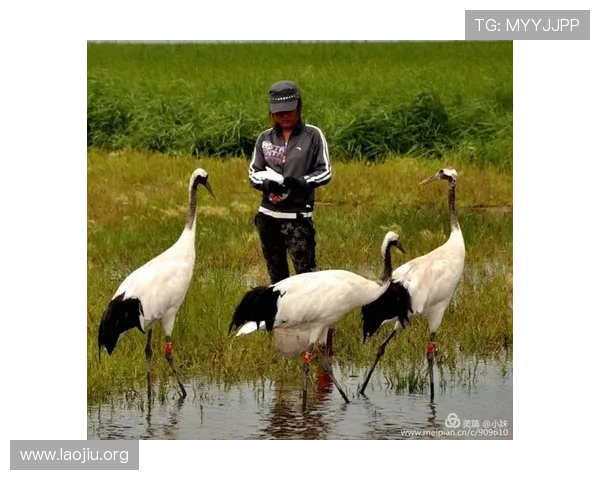 澳门豪赌的真实故事：成功与失败背后的心路历程